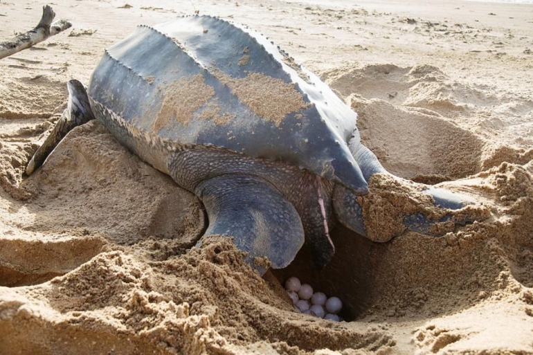 Penyu betina menutupi telur dengan pasirSumber: https://www.chiangraitimes.com/