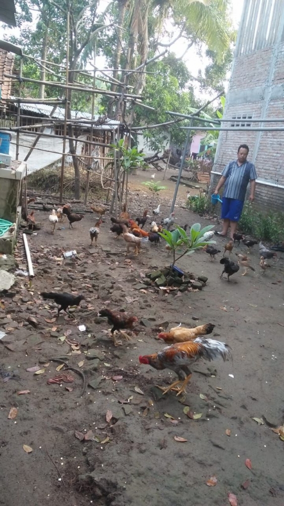 Ayam sangat sehat karena dibiarkan di luar kandang (Foto: Dokpri Bu Dini)