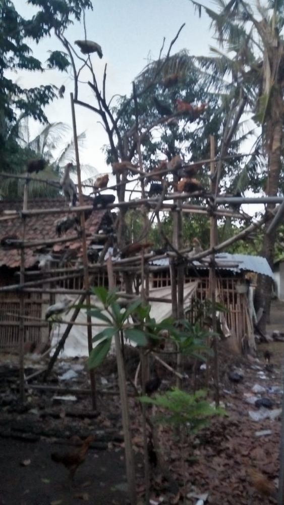 Plangkringan ayam (Foto: Dokpri Bu Dini)