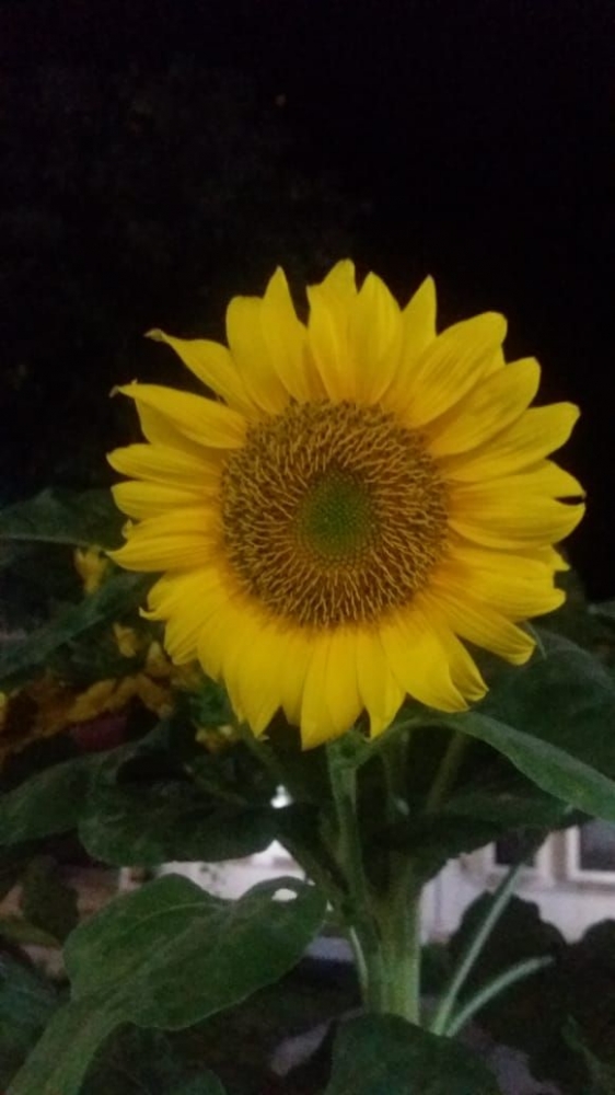 Kanagara =bunga Matahari (dok pri )