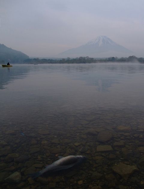 Fujisan dan ikan yang mati dari Danau Shouji (dokpri)