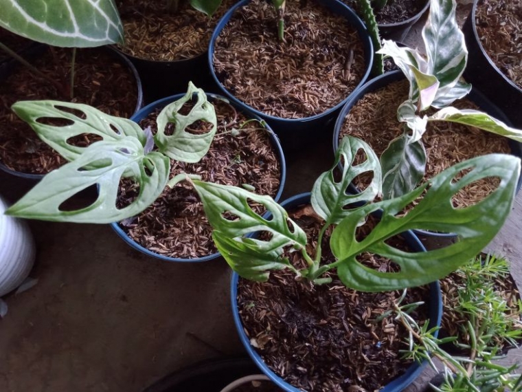 Janda Kembang Kompasiana com Janda Kembang Kompasiana com