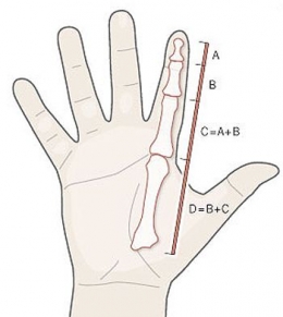 Ilustrasi Rasio Emas pada tangan manusia (sumber: neeeeext.com)