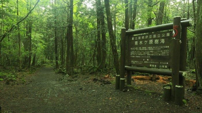 Hutan Aokigahara di Jepang. (Collective Evolution) (tribunnews.com)