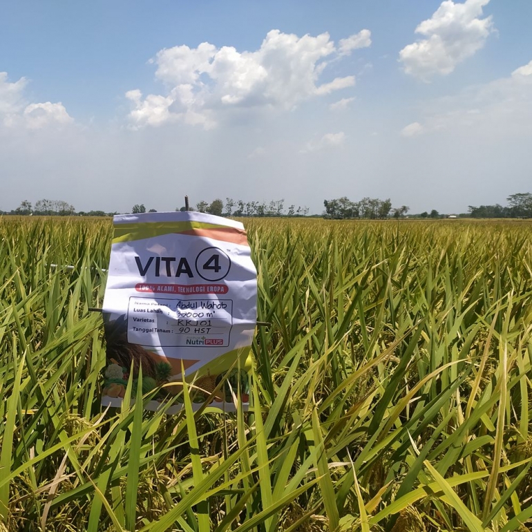 Pupuk Vita 4 di untuk tanaman padi (Sumber: triberkatagro.com)