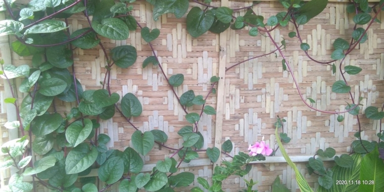 Tanaman binahong yang merambat di dinding rumah. Foto: Roman Rendusara