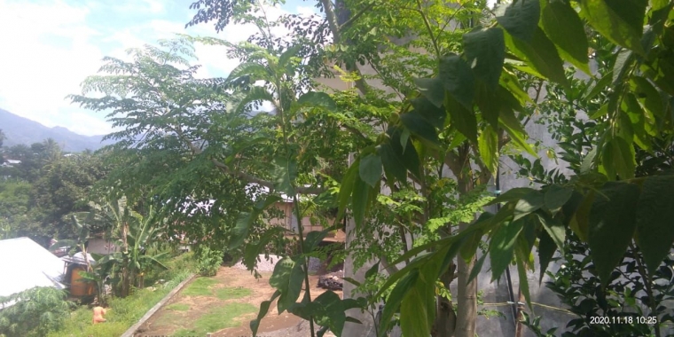 Pohon marongge diapit kersen di halaman rumah. Foto: Roman Rendusara