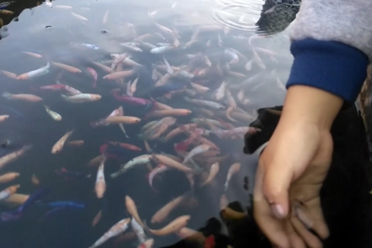 Ikan cupang di sentra ikan cupang Kelurahan Ketami, Kota Kediri, Jawa Timur.(KOMPAS.com/ M.AGUS FAUZUL HAKIM)