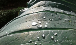 Air di daun talas di pagi hari. (Foto: Dokpri.)