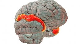 Area Brocka dan Wernicke dalam otak (Sumber: sehatq.com)