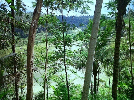 Tebing Arca (Foto: Dokumentasi Pribadi)