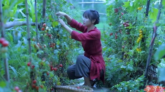 Li Ziqi saat memanen tomat di pekarangan rumahnya. www.liziqishop.com