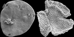 Butiran fosil serbuk sari berusia 56 juta tahun yang difoto menggunakan scanning electron microscope milik NMNH. (www.smithsonianmag.com)
