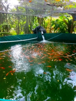 Dokpri kolam bioflog kampung Nila slilir
