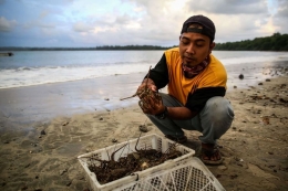 Ilustrasi: Petugas menunjukkan seekor lobster sebelum dilepaskan ke laut di Kawasan Konservasi Tambling, Lampung, Kamis (23/1/2020). Petugas Bakamla mengamankan sekitaran 30 ekor lobster yang terjebak jaring nelayan saat melakukan patroli laut sekitar daerah Batu Tiang, Kawasan Way Haru, Kabupaten Pesisir Barat, Lampung. (Foto: KOMPAS.com/GARRY LOTULUNG) 