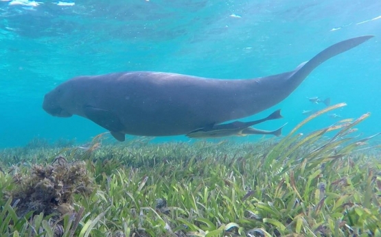 Mengenal Biota Laut: "Dugong Dugon" Mamalia Laut Pemakan Tumbuhan