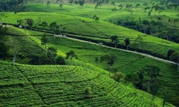 Kebun teh kemuning di kecamatan Ngargoyoso, Karanganyar. Gambar: jejakpiknik.com
