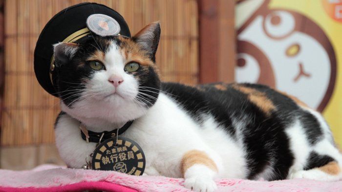 Sumber : Yokoso Japan Association - Kucing Tama sebagai Kepala Stasiun Kishi Jepang