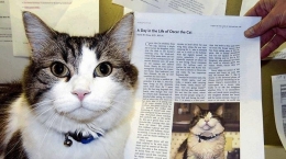 Sumber : www.minews.id - Kucing Oscar yang mampu meramal kematian di Steere House Nursing and Rehabilitation Center