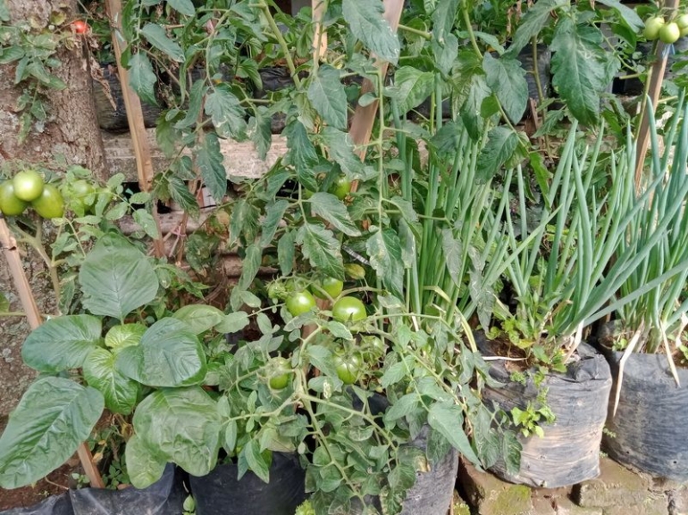 Aneka tanaman sayur semusim di depan pagar halaman rumah. Foto sendiri