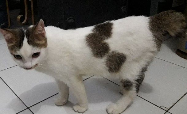 Cipung kayaknya sadar ia kegendutan (dokpri)