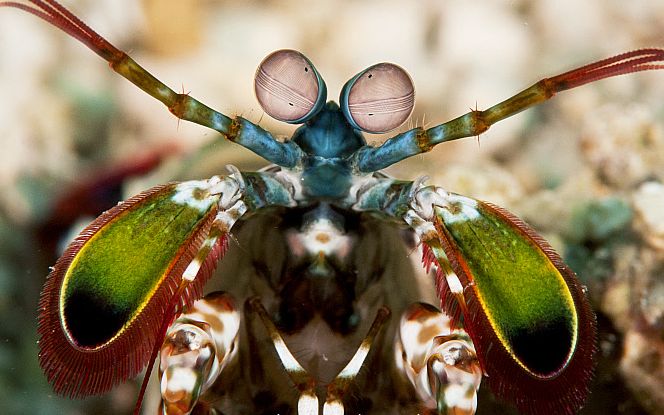 Mata udang mantis merak (Gross 2020: 1)