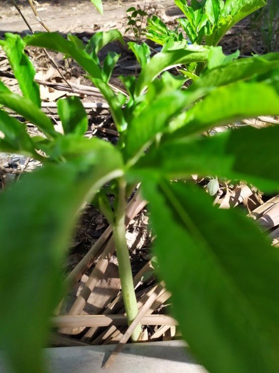 Selain Bisa Membuat Menjadi Miliarder Daun  dari Tanaman  Selain Bisa Membuat Menjadi Miliarder Daun  dari Tanaman