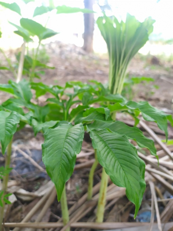 Selain Bisa Membuat Menjadi Miliarder Daun  dari Tanaman 