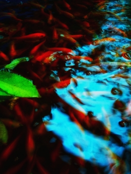 Dokpri Eko Irawan foto ikan nila di kolam nila bolang