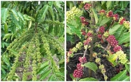 Kopi Robusta dan Kopi Arabika (Sumber foto https://bacaterus.com/perbedaan-kopi-arabika-dan-robusta/