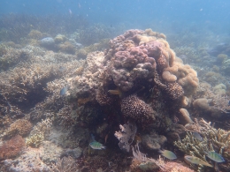 Ekosistem terumbu karang (dok. Dedy)