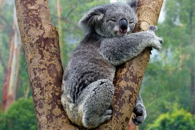 Ada beberapa bagian dari kehidupan koala yang dapat kita pelajari tentang bagaimana menjalani kehidupan yang bermakna (foto: savethekoala.com)