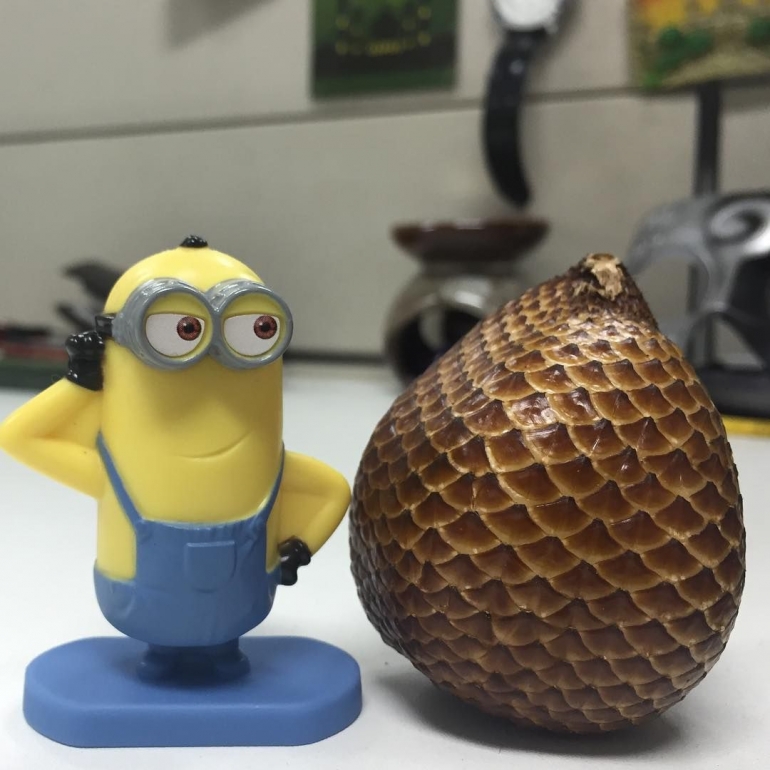 Deskripsi ; Salak Bongkok I IG @unclezuan11