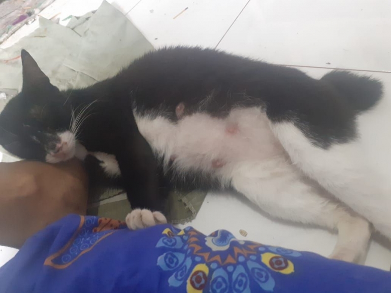 Dokpri_foto terakhir Priti_tidur di kaki