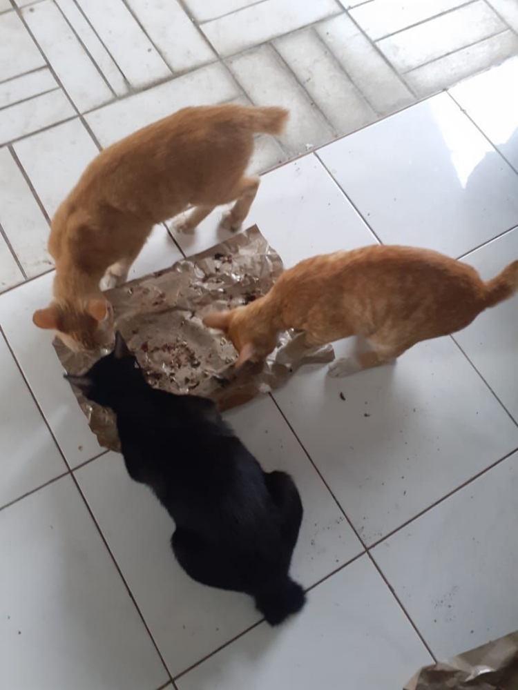 Dokpri_makan bersama, selalu kucing betina kalah sama kucing jantan