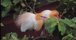 Burung Kuntul Kerbau atau yang di Desa Petulu, Ubud, Bali dikenal dengan Kokokan Petulu|Dokumentasi pribadi