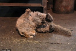 Sumber : www.dailymail.co.uk - Kucing Dirt yang suka berguling dilantai 