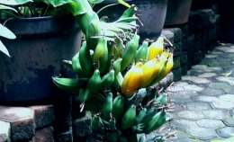 Panenan pisang batu ranum (Koleksi Poltak)