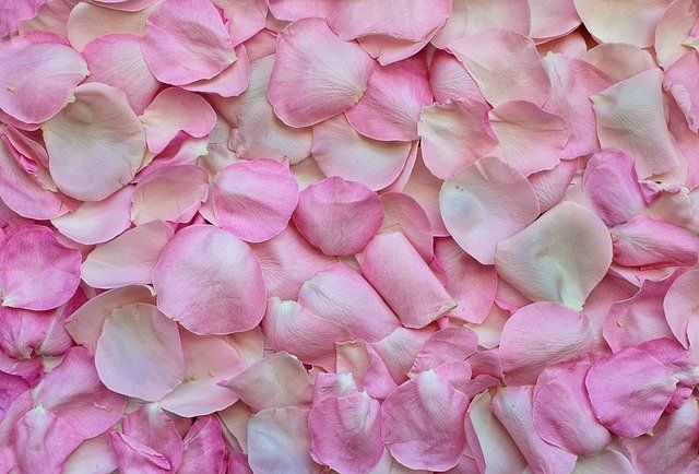 ilustrasi kelopak bunga mawar (sumber gambar: pixabay.com)