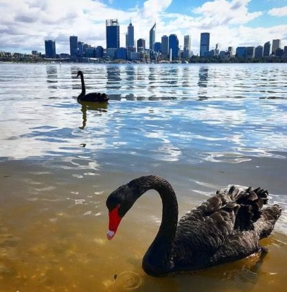 Pemandangan Kota Perth di Tepi Sungai Angsa | Source: Instagram @speechley_art_australia