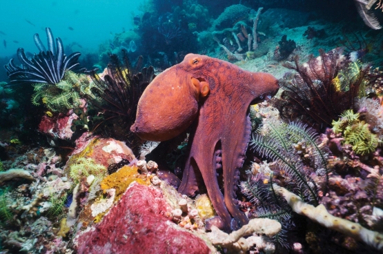 Octopus cyanea  Melakukan Kamuflase[Sumber: worldwildlife.org]