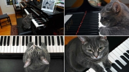Sumber : 3milliondogs.com - Nora the piano cat