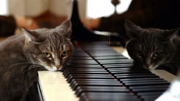 Sumber : www.geeksandbeats.com - Nora the piano cat