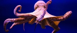 Gurita (Octopus spp.) di Lautan [Sumber: ionrockinstitute.org]