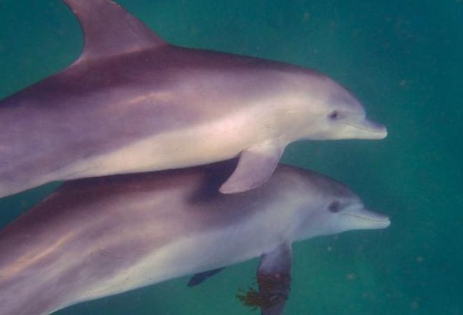Mengenal Biota Laut Lumba Lumba Hidung Botol Indo Pasifik Mengenal Biota Laut Lumba Lumba Hidung Botol Indo Pasifik