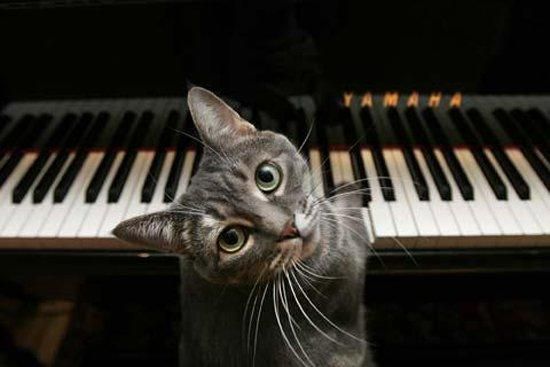 Sumber : knowyourmeme.com - Nora the piano cat