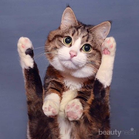 Sumber : www.beautynesia.id - Kucing Rexie