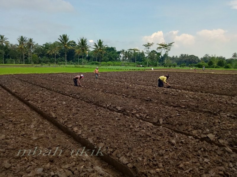 No: 5 Lahan baru. Dokumen pribadi