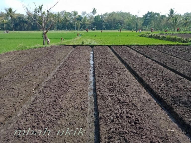 No: 5A. Lahan baru siap tanam. Dokpri