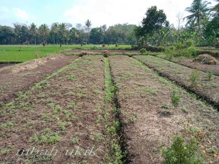 No: 9 Musim hujan kelebihan air dan hanyut lalu tumbuh di parit. Dokpri
